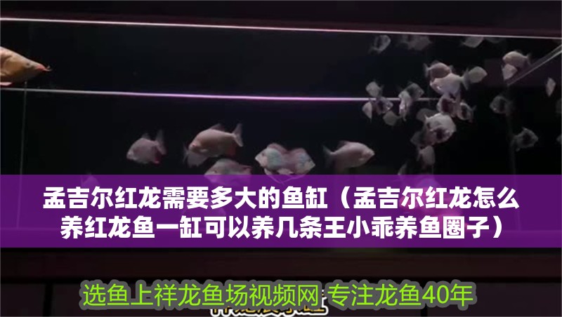 孟吉爾紅龍需要多大的魚缸（孟吉爾紅龍怎么養(yǎng)紅龍魚一缸可以養(yǎng)幾條王小乖養(yǎng)魚圈子）