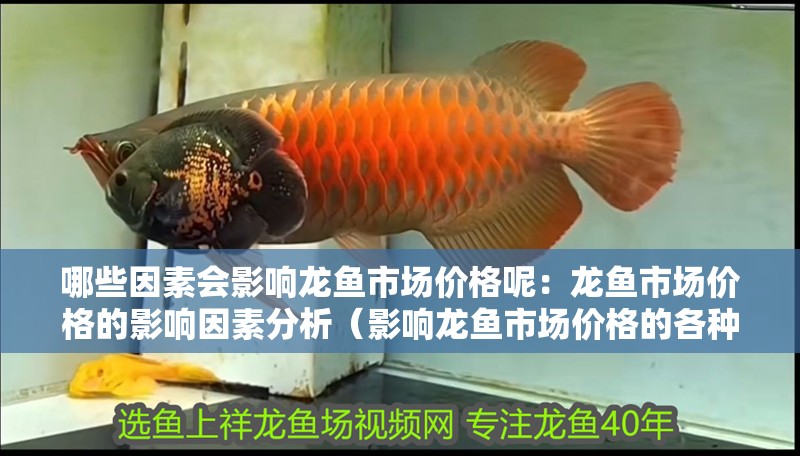 哪些因素會影響龍魚市場價格呢：龍魚市場價格的影響因素分析（影響龍魚市場價格的各種因素）