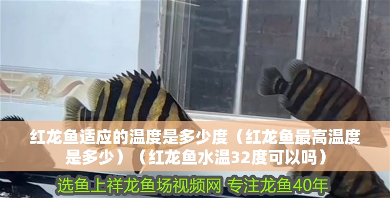 紅龍魚適應(yīng)的溫度是多少度（紅龍魚最高溫度是多少）（紅龍魚水溫32度可以嗎） 紅龍魚適應(yīng)的溫度是多少度（紅龍魚最高溫度是多少）（紅龍魚水溫32度可以嗎） 觀賞魚百科