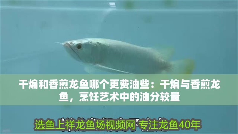 干煸和香煎龍魚哪個更費油些：干煸與香煎龍魚，烹飪藝術中的油分較量