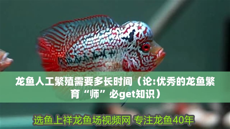 龍魚人工繁殖需要多長時間（論:優秀的龍魚繁育“師”必get知識）