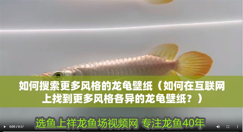 如何搜索更多風格的龍龜壁紙（如何在互聯網上找到更多風格各異的龍龜壁紙？）