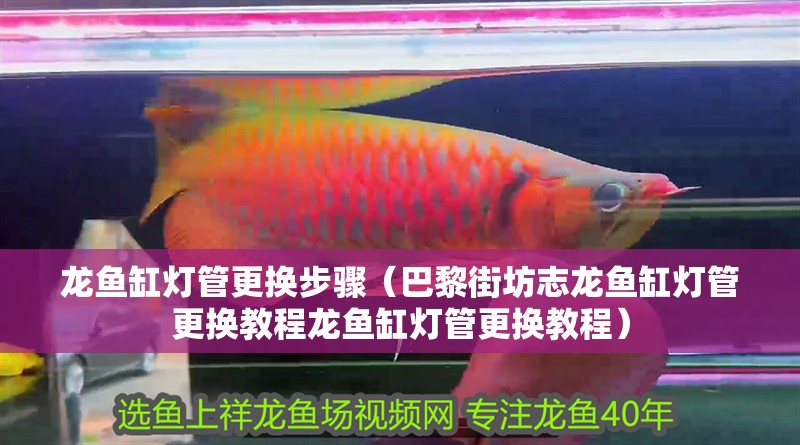 龍魚缸燈管更換步驟（巴黎街坊志龍魚缸燈管更換教程龍魚缸燈管更換教程） 龍魚缸燈管更換步驟（巴黎街坊志龍魚缸燈管更換教程龍魚缸燈管更換教程） 龍魚百科