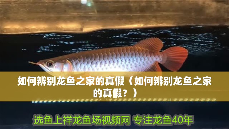 如何辨別龍魚之家的真假（如何辨別龍魚之家的真假？）