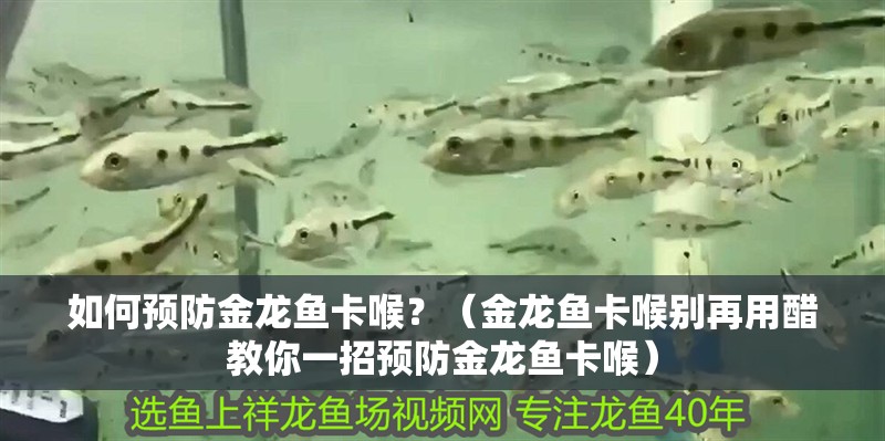 如何預防金龍魚卡喉？（金龍魚卡喉別再用醋教你一招預防金龍魚卡喉）