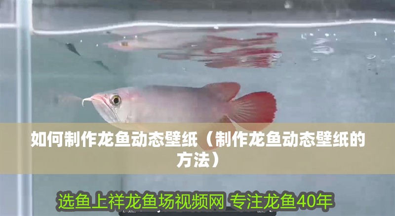如何制作龍魚動態壁紙（制作龍魚動態壁紙的方法）