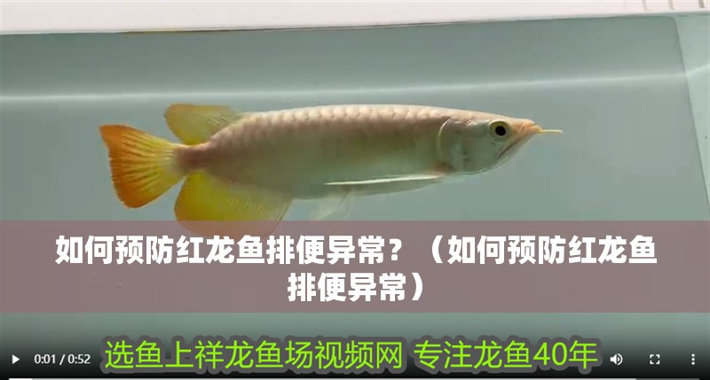如何預防紅龍魚排便異常？（如何預防紅龍魚排便異常）