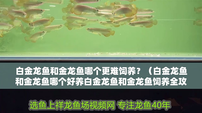 白金龍魚和金龍魚哪個(gè)更難飼養(yǎng)？（白金龍魚和金龍魚哪個(gè)好養(yǎng)白金龍魚和金龍魚飼養(yǎng)全攻略）