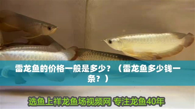 雷龍魚的價格一般是多少？（雷龍魚多少錢一條？）