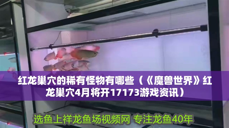 紅龍巢穴的稀有怪物有哪些（《魔獸世界》紅龍巢穴4月將開17173游戲資訊）