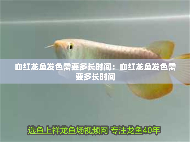 血紅龍魚發色需要多長時間：血紅龍魚發色需要多長時間