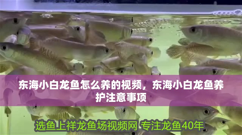 東海小白龍魚怎么養(yǎng)的視頻，東海小白龍魚養(yǎng)護(hù)注意事項(xiàng)