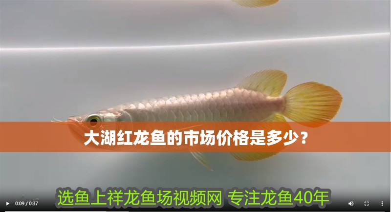 大湖紅龍魚的市場價格是多少？