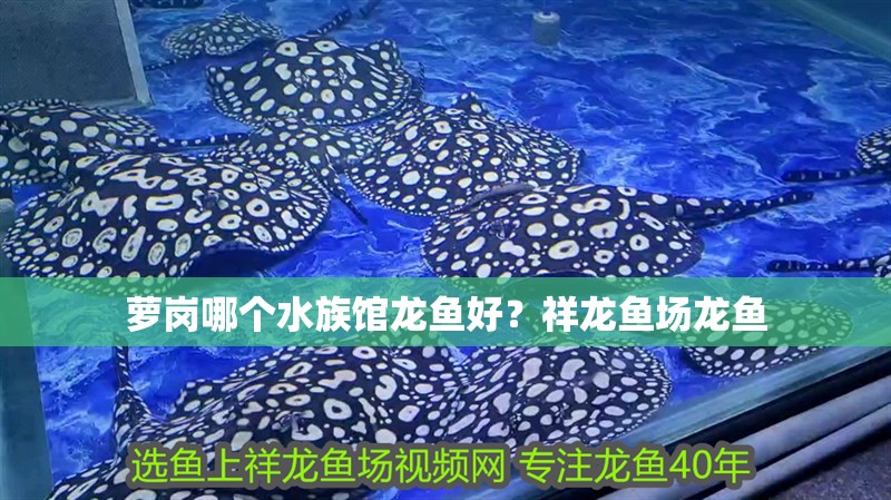 蘿崗哪個(gè)水族館龍魚(yú)好？祥龍魚(yú)場(chǎng)龍魚(yú)