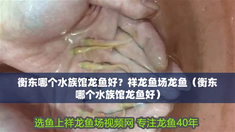 衡東哪個水族館龍魚好？祥龍魚場龍魚（衡東哪個水族館龍魚好）