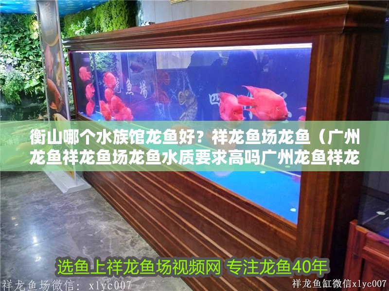 <strong><mark>衡山</mark></strong>哪個水族館龍魚好？祥龍魚場龍魚（廣州龍魚祥龍魚場龍魚水質要求高嗎廣州龍魚祥龍魚場飼養條件）