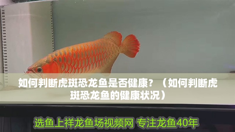 如何判斷虎斑恐龍魚是否健康？（如何判斷虎斑恐龍魚的健康狀況）