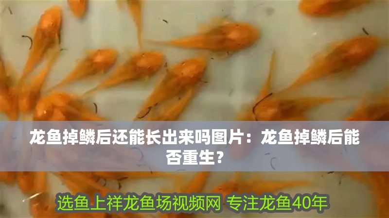 龍魚掉鱗后還能長出來嗎圖片：龍魚掉鱗后能否重生？