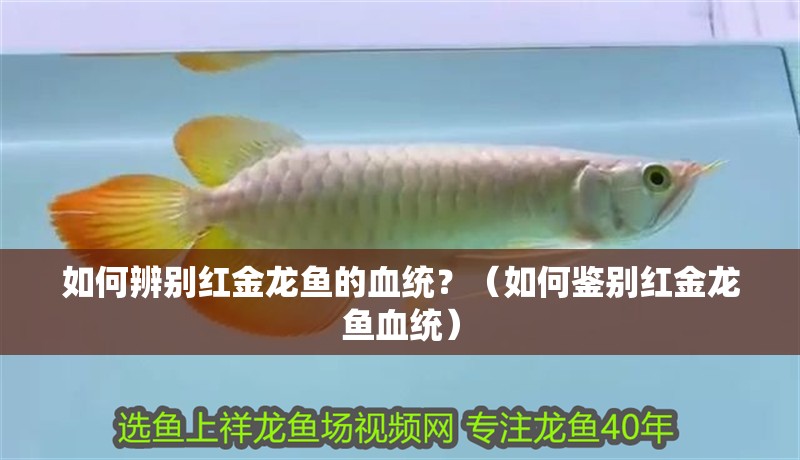 如何辨別紅金龍魚的血統(tǒng)？（如何鑒別紅金龍魚血統(tǒng)）
