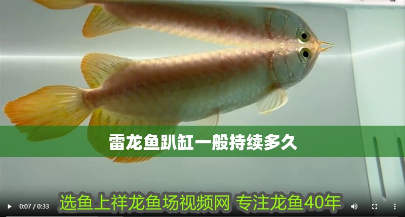 雷龍魚趴缸一般持續(xù)多久