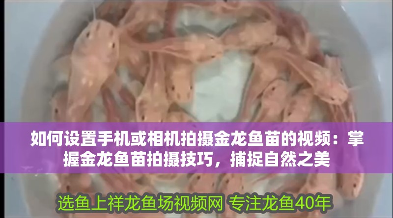 如何設置手機或相機拍攝金龍魚苗的視頻：掌握金龍魚苗拍攝技巧，捕捉自然之美