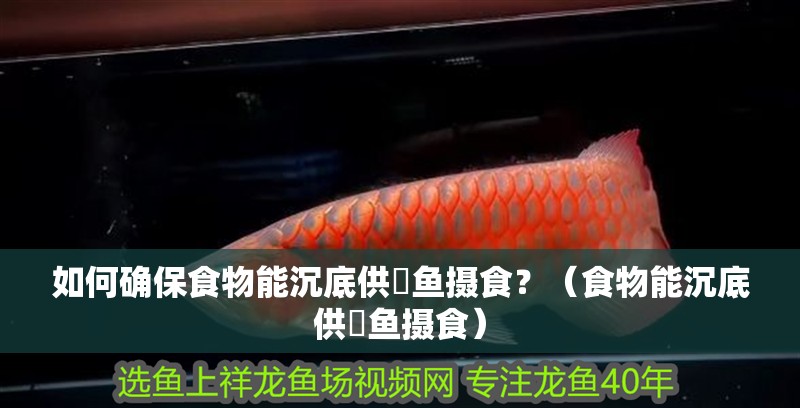 如何確保食物能沉底供魟魚攝食？（食物能沉底供魟魚攝食） 如何確保食物能沉底供魟魚攝食？（食物能沉底供魟魚攝食） 龍魚百科