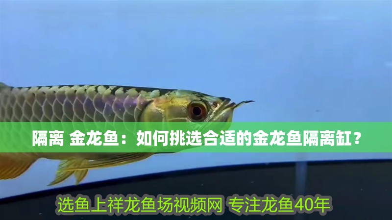 隔離 金龍魚：如何挑選合適的金龍魚隔離缸？