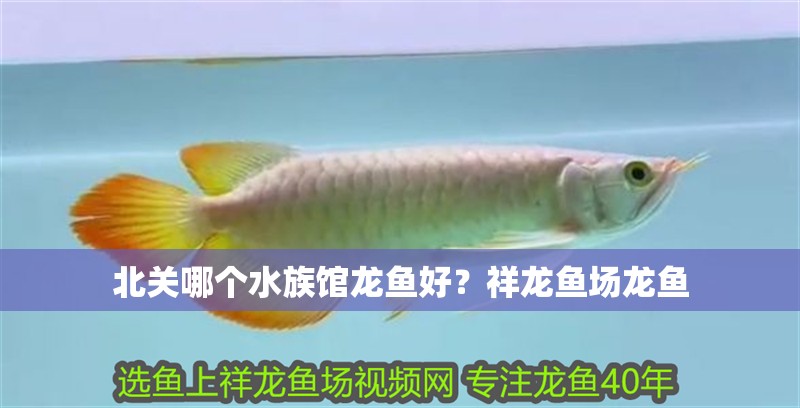 北關哪個水族館龍魚好？祥龍魚場龍魚