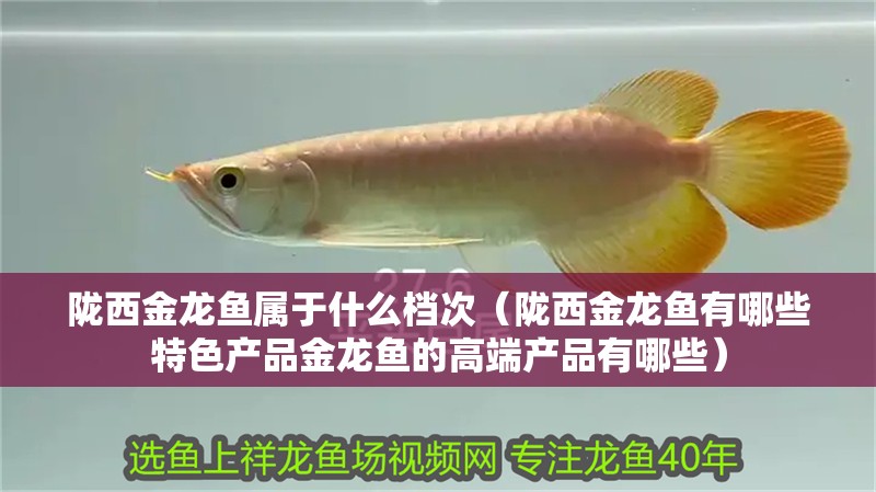 隴西金龍魚屬于什么檔次（隴西金龍魚有哪些特色產(chǎn)品金龍魚的高端產(chǎn)品有哪些）