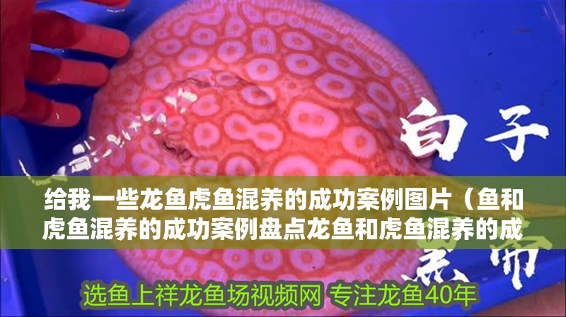 給我一些龍魚虎魚混養的成功案例圖片（魚和虎魚混養的成功案例盤點龍魚和虎魚混養的成功案例） 給我一些龍魚虎魚混養的成功案例圖片（魚和虎魚混養的成功案例盤點龍魚和虎魚混養的成功案例） 龍魚百科
