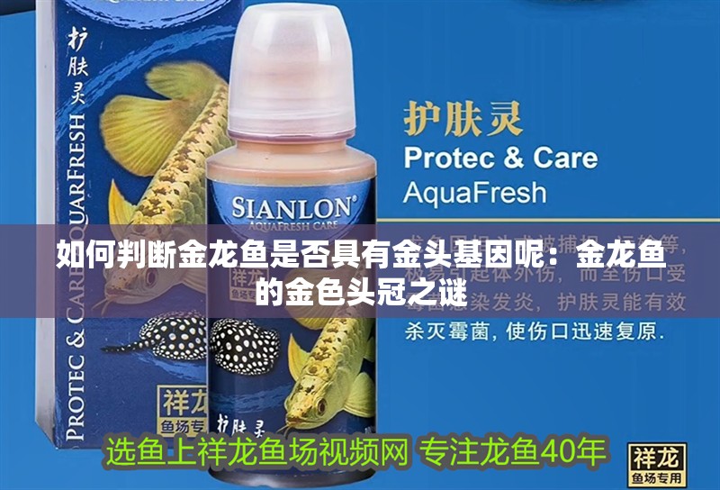如何判斷金龍魚是否具有金頭基因呢：金龍魚的金色頭冠之謎