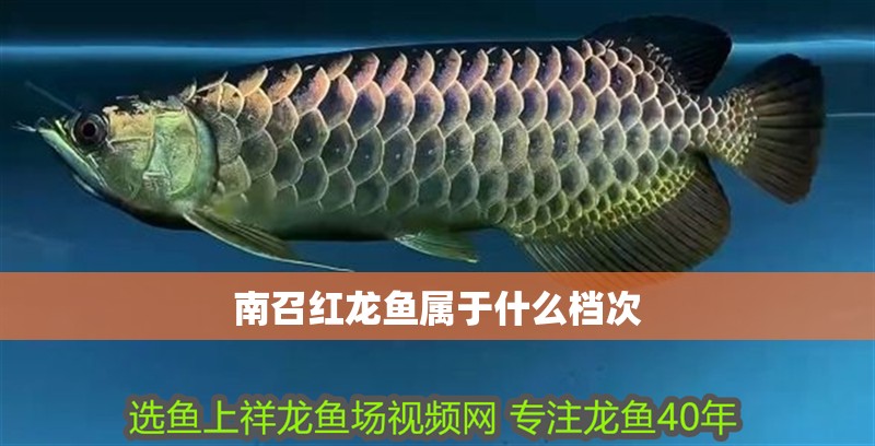 <strong><mark>南召</mark></strong>紅龍魚屬于什么檔次