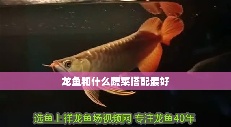 龍魚(yú)和什么蔬菜搭配最好