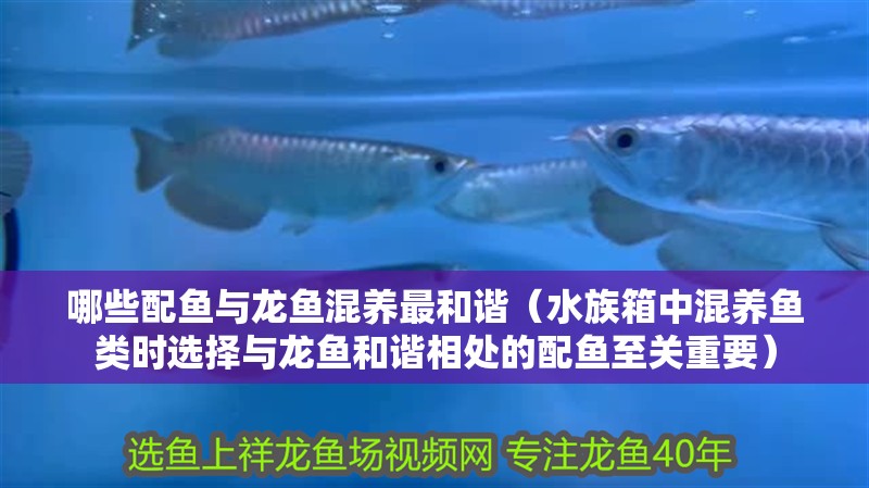 哪些配魚與龍魚混養最和諧（水族箱中混養魚類時選擇與龍魚和諧相處的配魚至關重要）