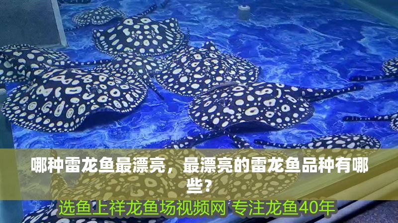 哪種雷龍魚最漂亮，最漂亮的雷龍魚品種有哪些？