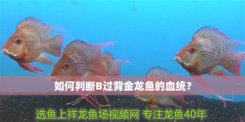 如何判斷B過背金龍魚的血統？