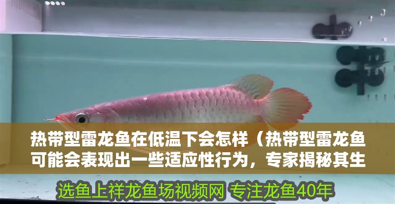 熱帶型雷龍魚在低溫下會(huì)怎樣（熱帶型雷龍魚可能會(huì)表現(xiàn)出一些適應(yīng)性行為，專家揭秘其生命奧秘） 熱帶型雷龍魚在低溫下會(huì)怎樣（熱帶型雷龍魚可能會(huì)表現(xiàn)出一些適應(yīng)性行為，專家揭秘其生命奧秘） 龍魚百科
