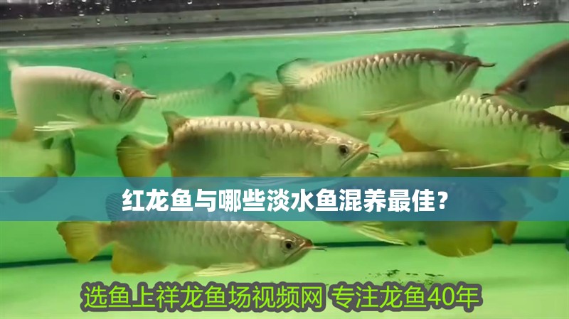 紅龍魚與哪些淡水魚混養最佳？ 紅龍魚與哪些淡水魚混養最佳？ 龍魚百科