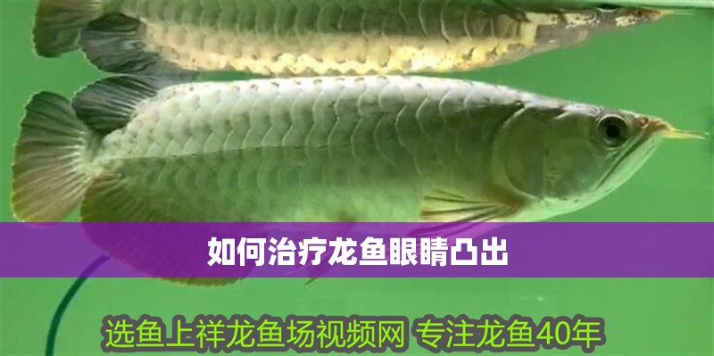 如何治療龍魚眼睛凸出 如何治療龍魚眼睛凸出 龍魚百科