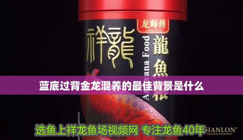 藍底過背金龍混養的最佳背景是什么 藍底過背金龍混養的最佳背景是什么 龍魚百科