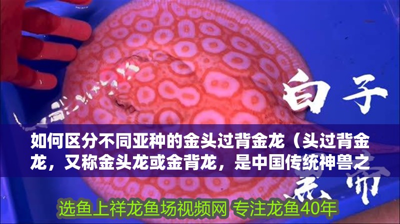如何區(qū)分不同亞種的金頭過背金龍（頭過背金龍，又稱金頭龍或金背龍，是中國傳統(tǒng)神獸之一）