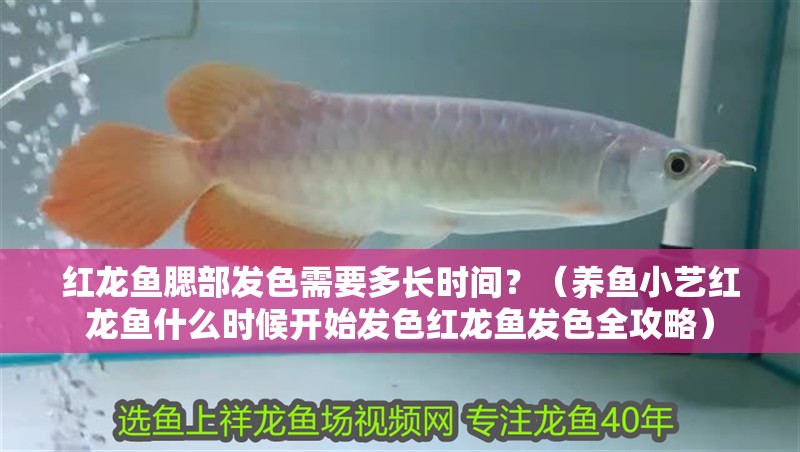 紅龍魚腮部發色需要多長時間？（養魚小藝紅龍魚什么時候開始發色紅龍魚發色全攻略）