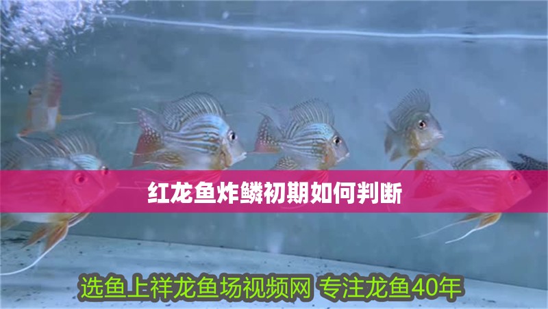 紅龍魚炸鱗初期如何判斷