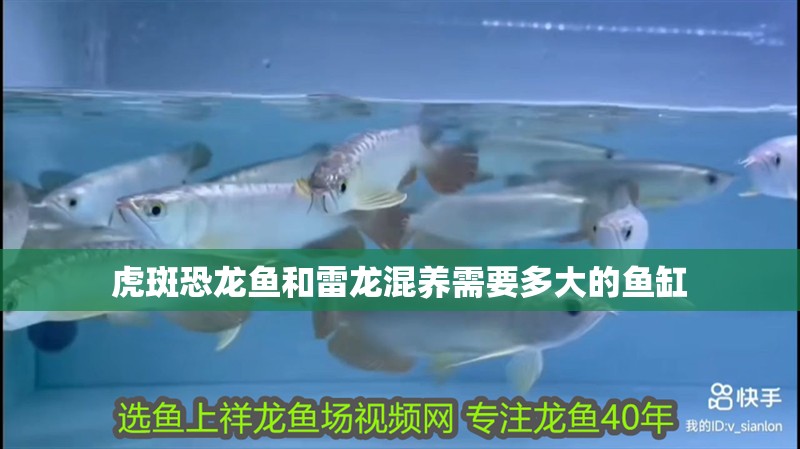 虎斑恐龍魚和雷龍混養需要多大的魚缸