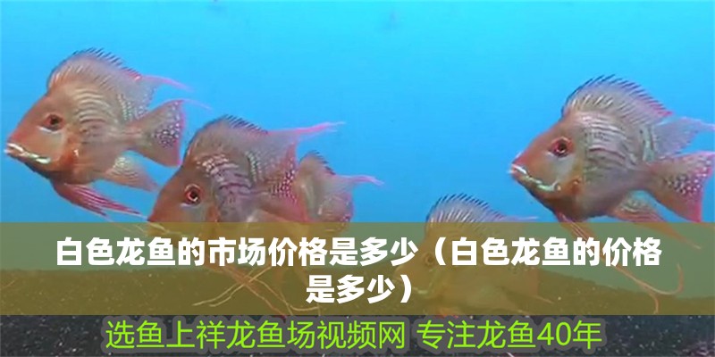 白色龍魚的市場價格是多少（白色龍魚的價格是多少）