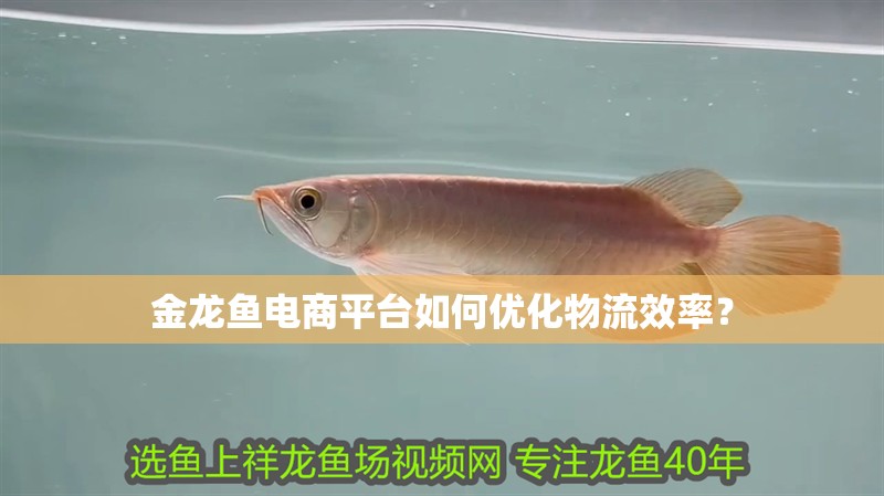 金龍魚電商平臺如何優化物流效率？
