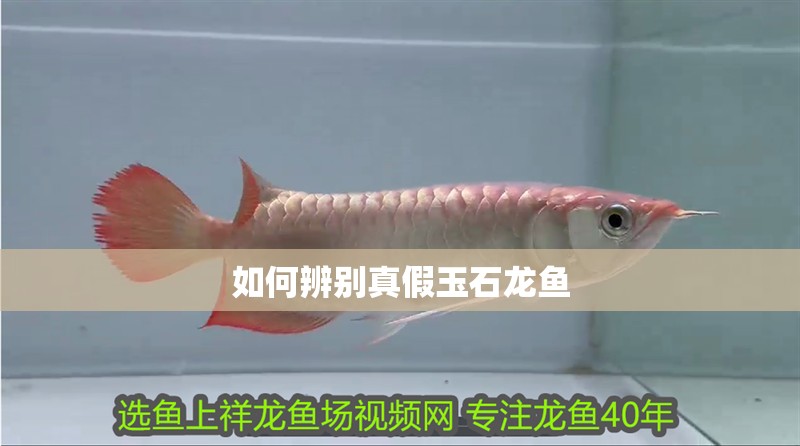 如何辨別真假玉石龍魚