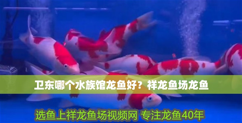 衛(wèi)東哪個(gè)水族館龍魚(yú)好？祥龍魚(yú)場(chǎng)龍魚(yú)