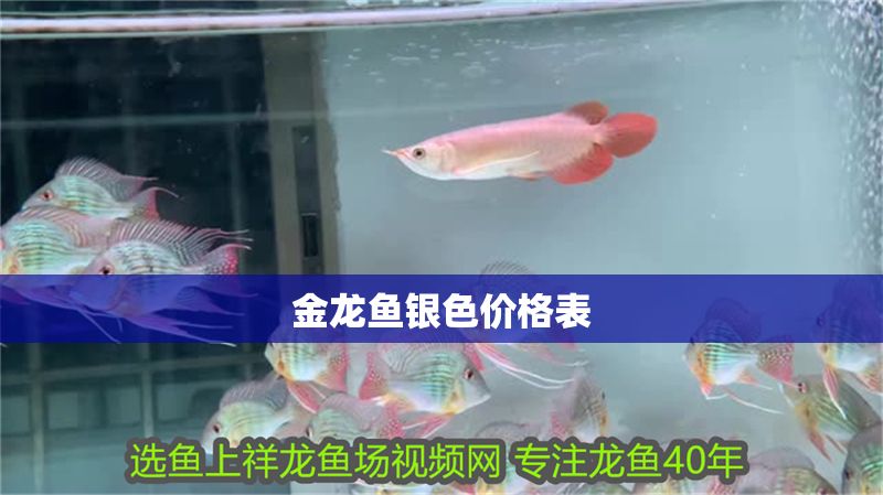 金龍魚銀色價格表