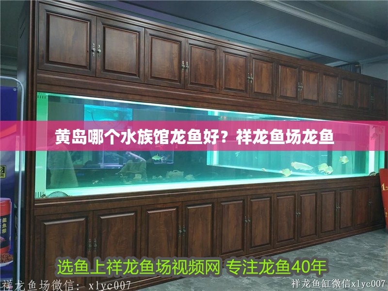 玻璃做魚缸怎么粘才牢固:如何自制玻璃魚缸 黃島哪個水族館龍魚好?祥龍魚場龍魚 龍魚百科 黃島哪個水族館龍魚好?祥龍魚場龍魚 黃島哪個水族館龍魚好?祥龍魚場龍魚 龍魚百科